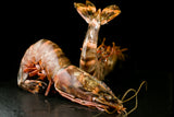 Colosal Wild Tiger Prawns - 1 LB